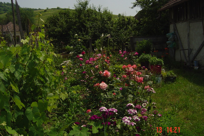 poze noi 368 - rondourile mele cu flori