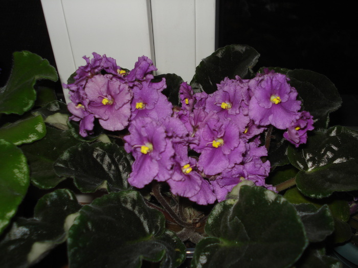 13.06.2010 - flori -violete diferite 2010