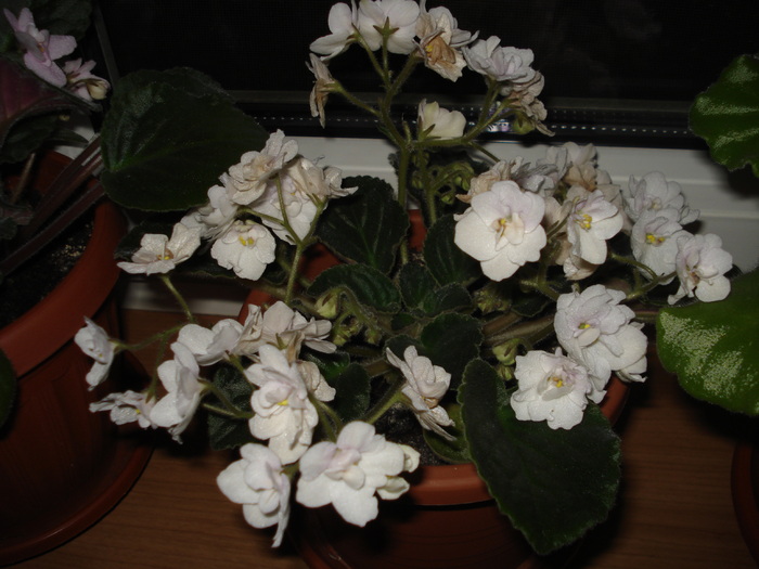 13.06.2010 - flori -violete diferite 2010