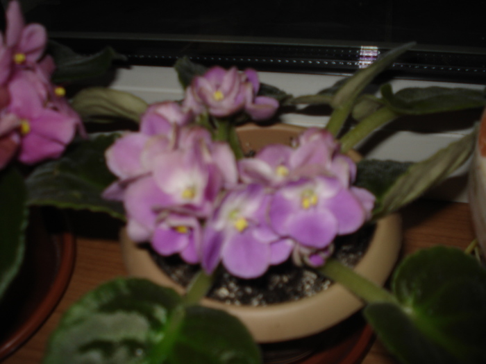13.06.2010 - Georgia - flori -violete diferite 2010
