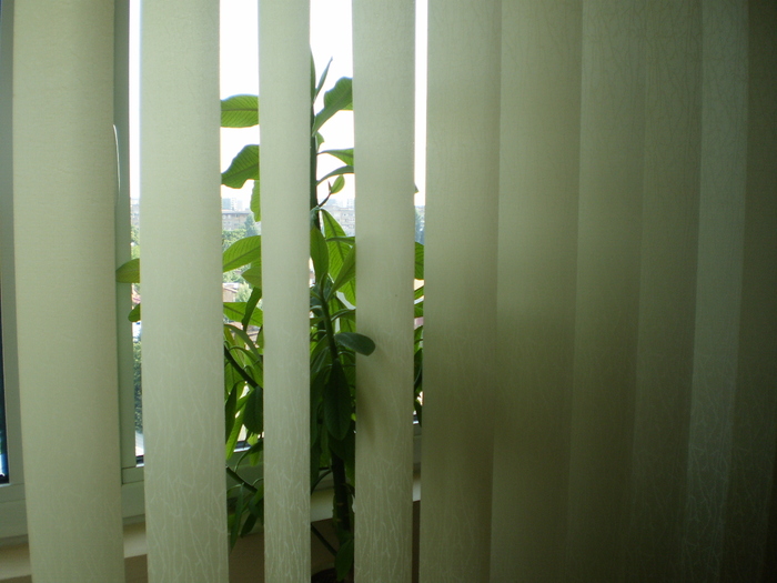 P3170154 - FLORI