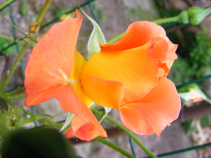 ORANGE_SUNSET_10_iunie_2010 028