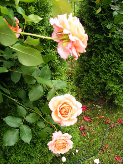 ALBRECHT_DURER_10_iunie_2010 006