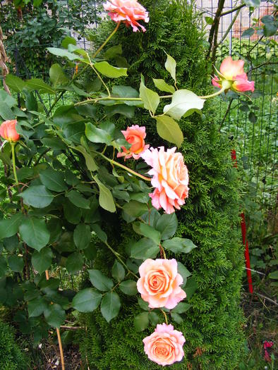 ALBRECHT_DURER_10_iunie_2010 048