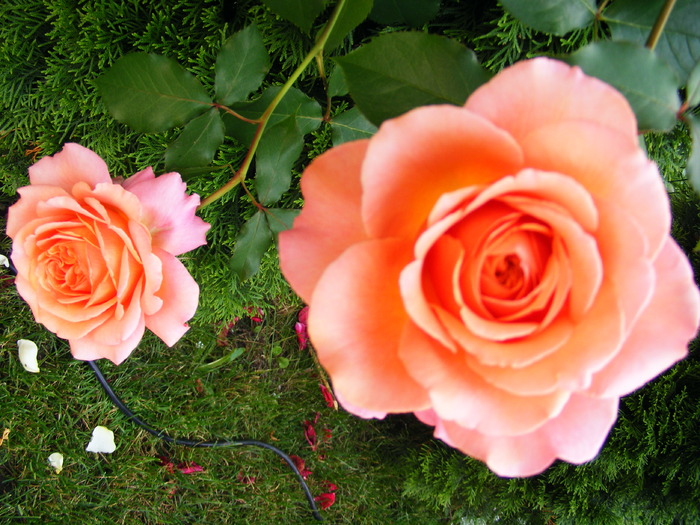 ALBRECHT_DURER_10_iunie_2010 049