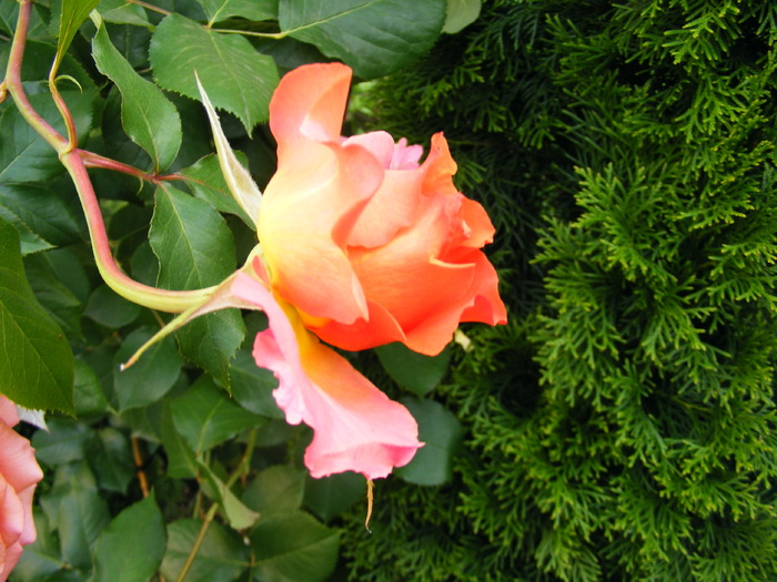 ALBRECHT_DURER_10_iunie_2010 051