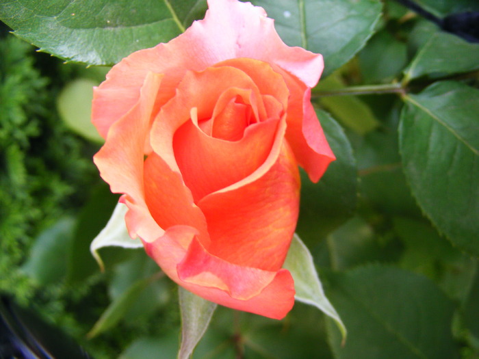 ALBRECHT_DURER_10_iunie_2010 053