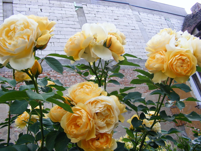 GRAHAM_THOMAS_10_iunie_2010 033