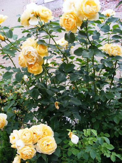 GRAHAM_THOMAS_10_iunie_2010 037