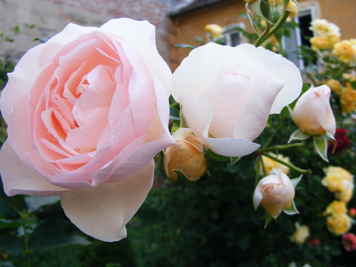 HERITAGE_10_iunie_2010 015