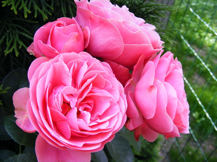 LEONARDO_DA_VINCI_10_iunie_2010 025