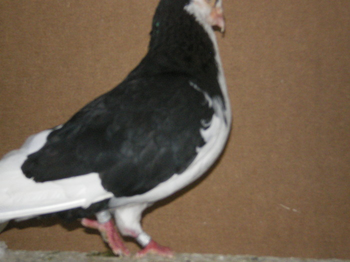 galatean batran 2002 - Porumbei pe care iam avut