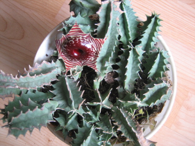 Picture 002 - cactusi