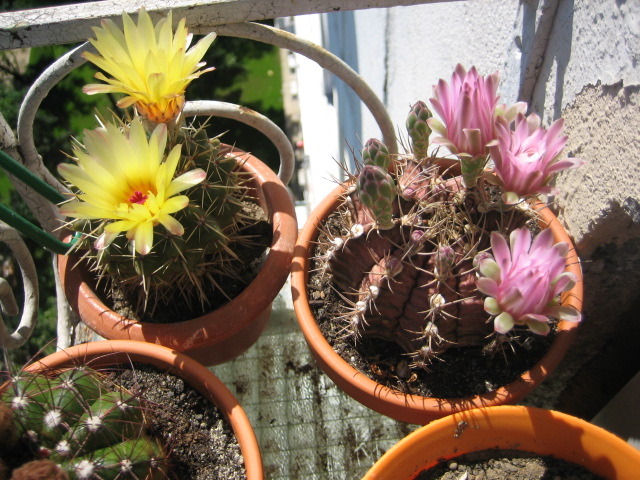 Picture 030 - cactusi
