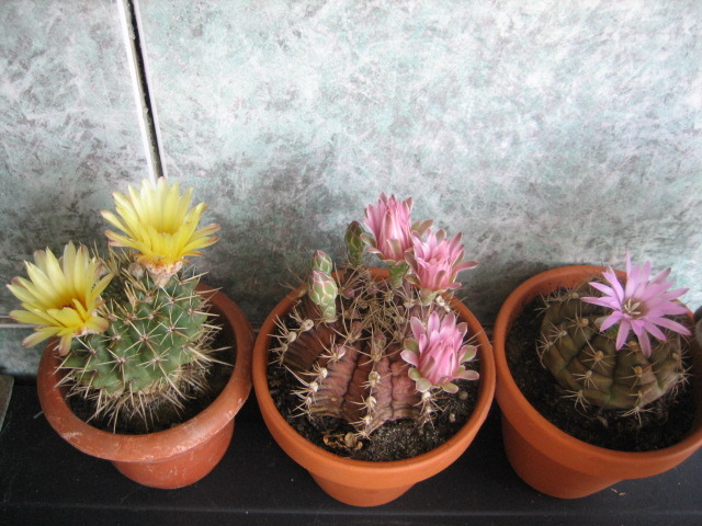 Picture 033 - cactusi
