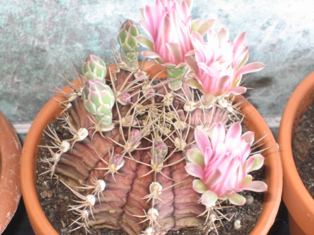 Picture 034 - cactusi