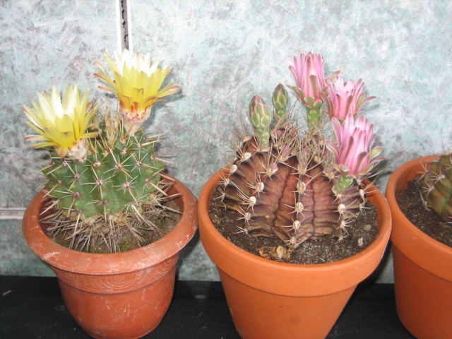 Picture 035 - cactusi