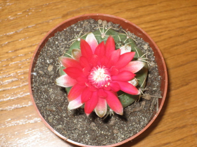 Picture 043 - cactusi
