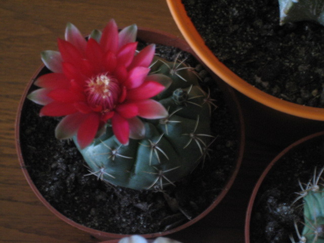Picture 055 - cactusi