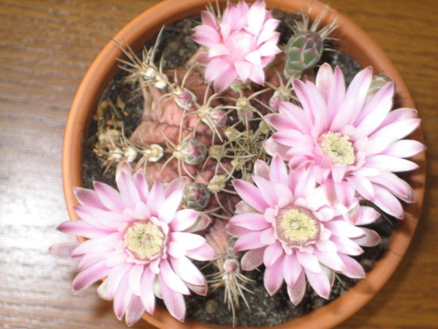 Picture 058 - cactusi