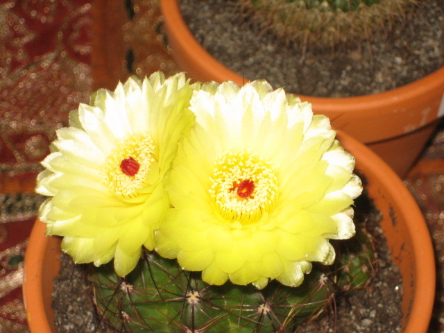 Picture 063 - cactusi