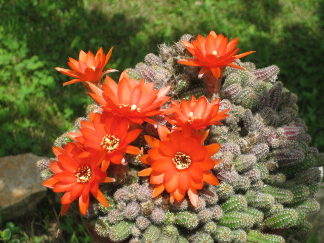 Picture 092 - cactusi