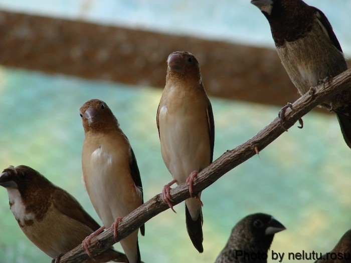 DSC00862 - Pescarusi cu cioc argintiu - African Silverbill