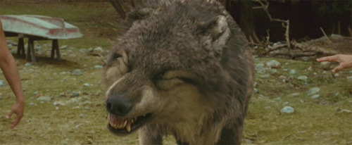 new-moon-movie-pictures-951