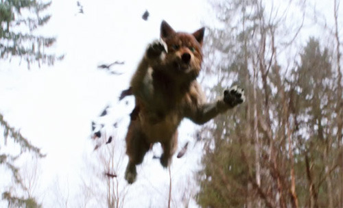 new-moon-wolf-jumping - Twilight New Moon