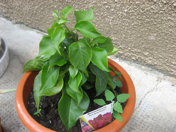 bouganville cyclam - plante de gradina si terasa 2010