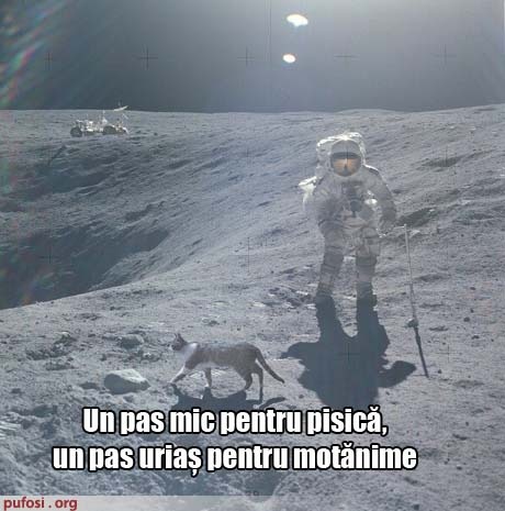 poze-amuzante-pisica-pe-luna