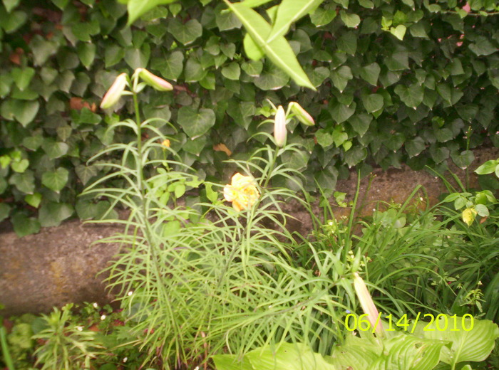 au mai crescut... - CRIN-hemerocallis