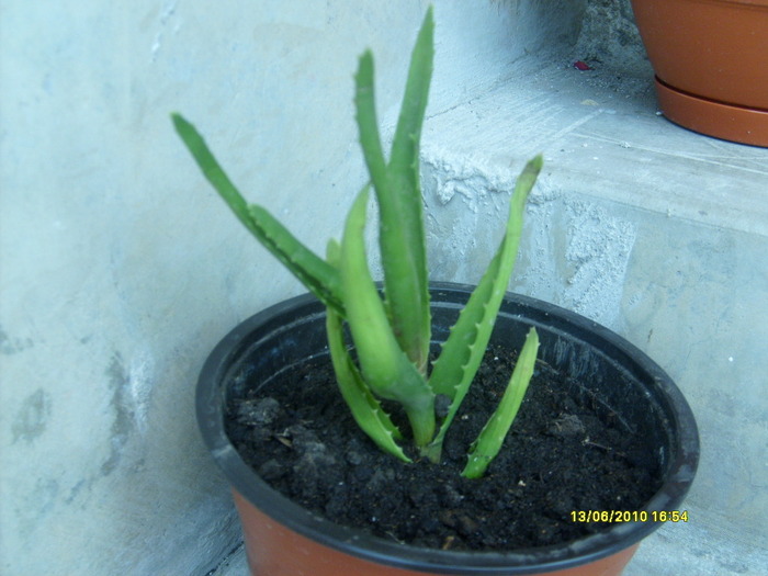 aloe de la dyadin - florile mele