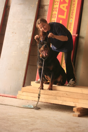 rasa mea e doberman cred