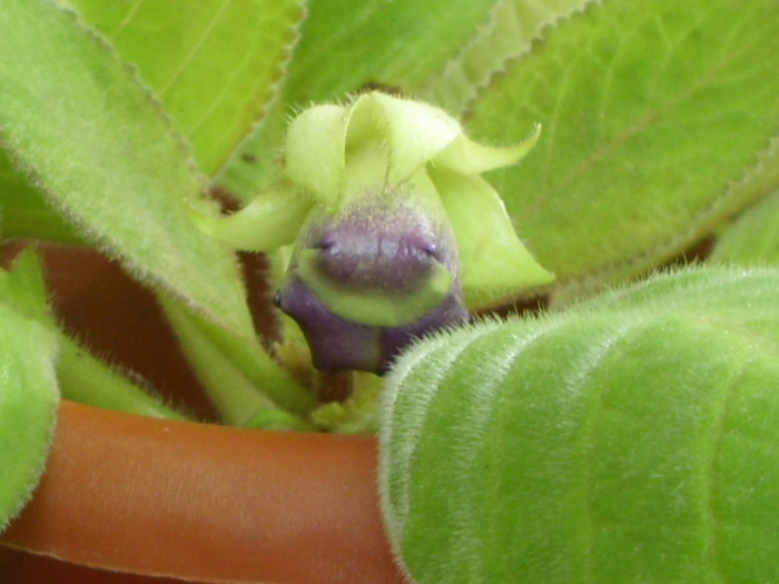 boboc de gloxi mov simpla