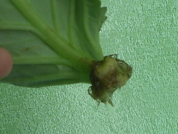 incercare reusita,,,,bulb din frunza