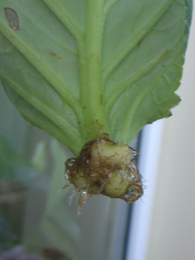 prima reusita din frunza