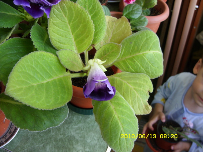 gloxi mov simpla de la robertloredana!