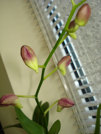 BOBOCI DE ORHIDEE