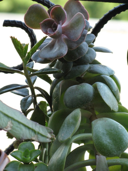 Aeonium arboreum
