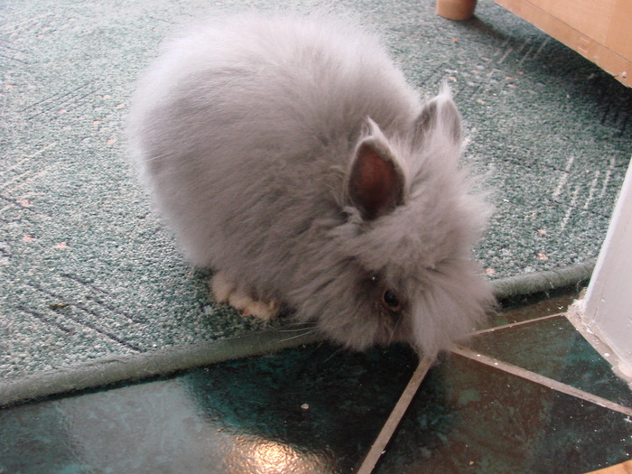 angora pitic - 4 Iepuri angora pitic