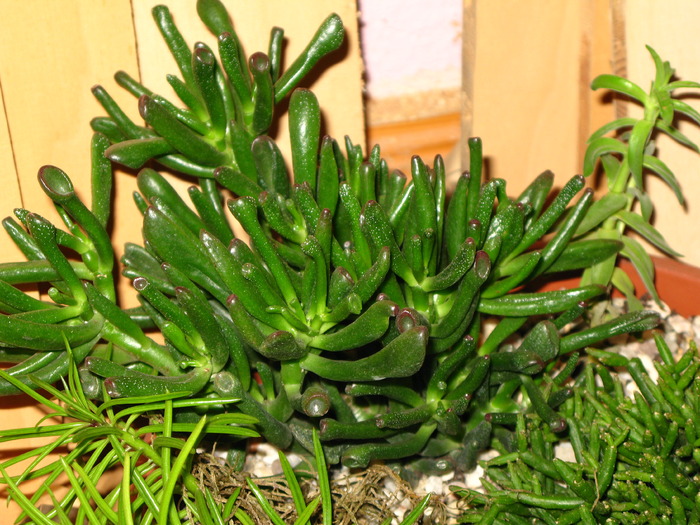 CRASSULA ovata cv. monstrosa f. Gollum