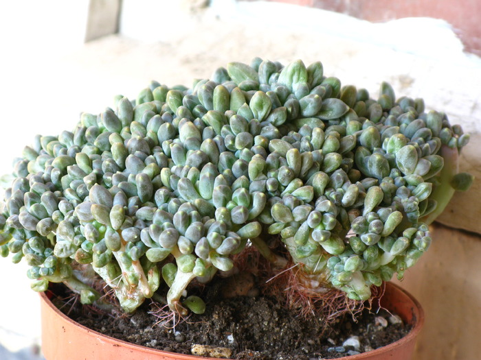 ECHEVERIA spec. f. cristata