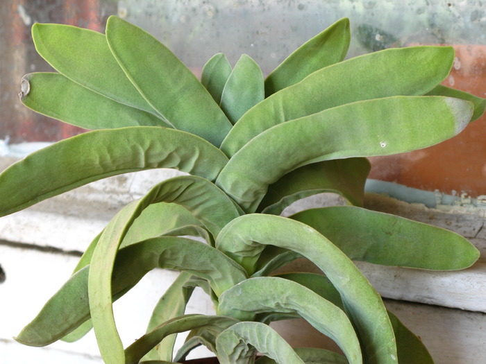 CRASSULA perfoliata ssp. falcata