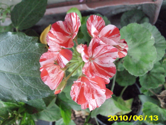 Picture 008 - flori