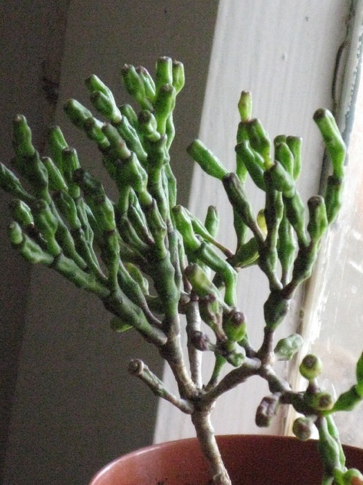 Hatiora salmonicoides