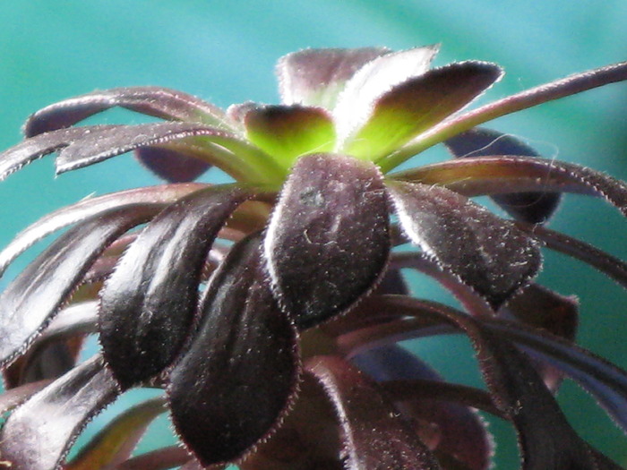 Aeonium arboreum cv. Schwarzkopf