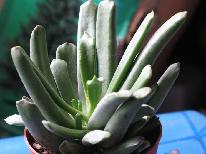 IMG_8246 Cotyledon orbiculata