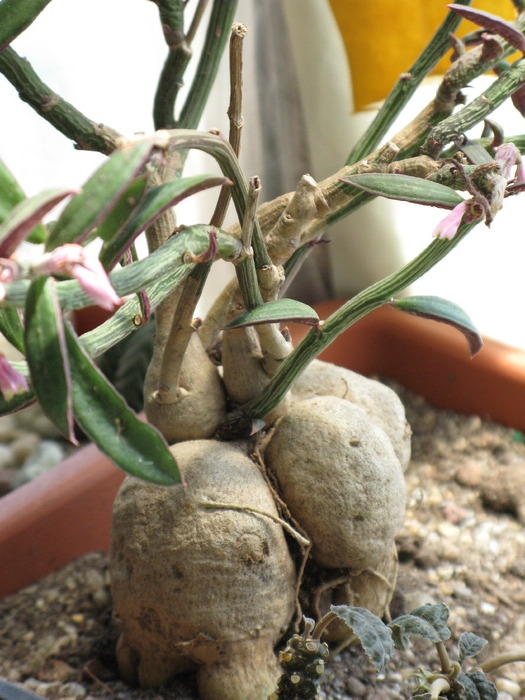 Monadenium rubellum - Caudex Plante cu caudex