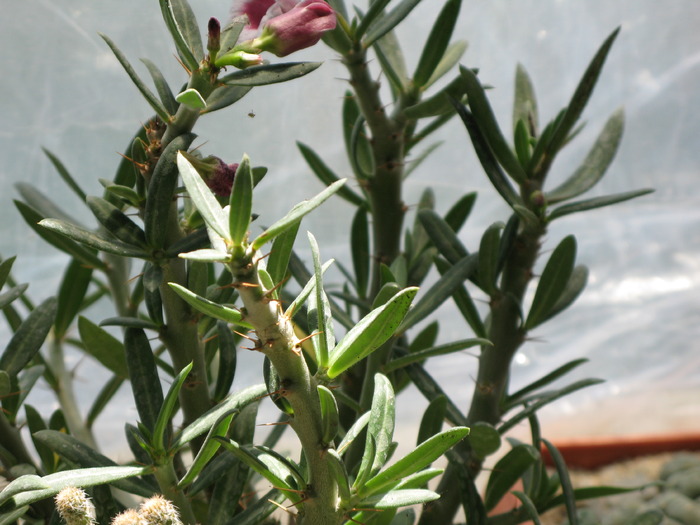 Pachypodium bispinosum - Caudex Plante cu caudex